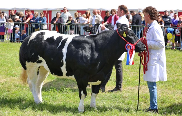 2025, Cattle
