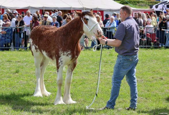 2025, Heavy Horse
