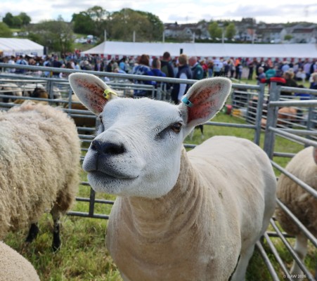 2025, Sheep

