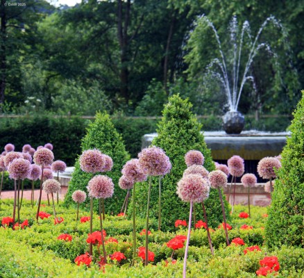 Allium, walled Garden, Dumfries House
[url=http://streetmap.co.uk/map?X=253462&Y=620845&A=Y&Z=115/] Map location. [/url]
