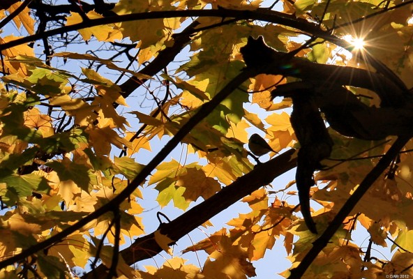 Autumn sun, Levern walkway, Barrhead
[url=http://www.streetmap.co.uk/map.srf?X=250532&Y=659320&A=Y&Z=115/] Map location. [/url]
