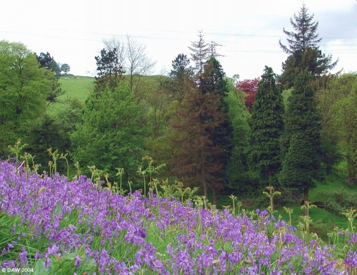 Bluebells, Cowden Hall
Spring time in the former grounds of Cowden Hall
