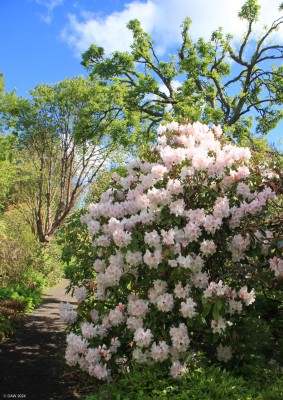 Branklyn Gardens, Perth
