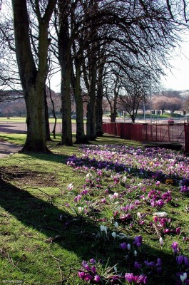 Spring time view, Cowan Park, Barrhead
Looking towards the Dovecothall roundabout from Cowan Park.
