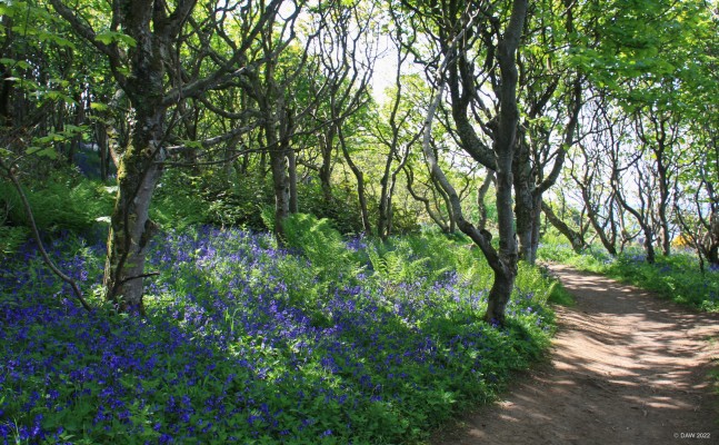 Culzean Castle Estate, spring
The cliff side walk at Culzean Estate in spring.
