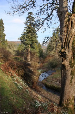 Dawyck Botanical Garden, February
[url=http://www.streetmap.co.uk/map?X=316872&Y=634489&A=Y&Z=120/] Map location. [/url]
