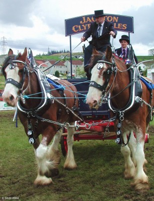 Jackton Clydesdales 2003 Show
