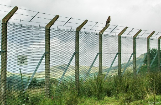 Hawk, Glen Douglas
The Glen Douglas Defence Munitions site encloses a huge area of Glen Douglas with this security fence, but not everything pays much attention to it.  [url=http://www.defence-estates.mod.uk/]Defence Estates[/url] owns large amounts of land in the UK, it may come as a surprise to know that in some areas the public is positively encouraged to make use of it.  Its remoteness and lack of human activity can mean it is a habitat for much wildlife.
