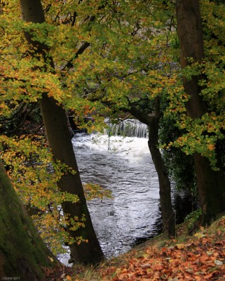Levern Water, Barrhead
A glimpse through the trees of the weir on Levern water near where the old Dovecothall Mill was.   [url=http://www.streetmap.co.uk/map.srf?X=250552&Y=659330&A=Y&Z=115/] Map location. [/url]

