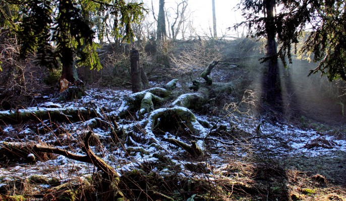 The lost gardens of Cowden Hall
Every year a little more of the once maintained grounds around where Cowden Hall stood return to the wild. [url=http://www.streetmap.co.uk/map.srf?X=246885&Y=657271&A=Y&Z=115/] Map location. [/url]
