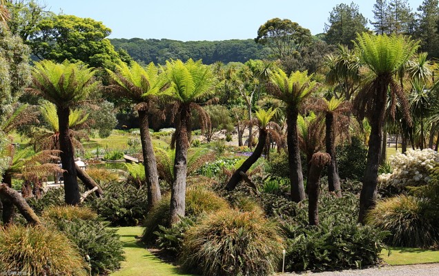Tree Ferns, Logan Botanic Garden
These trees only grow about 25mm a year so they don't seem to change much from one year to another.
