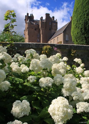 White Hydrangea, Crathes Castle, Aberdeenshire

