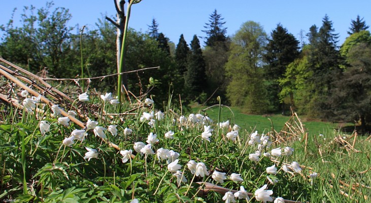 Wild flower, Cowden Hall grounds, Neilston
Wild flowers in the former grounds of Cowden Hall. [url=http://www.streetmap.co.uk/map.srf?X=246922&Y=657242&A=Y&Z=115/] Map location. [/url]
