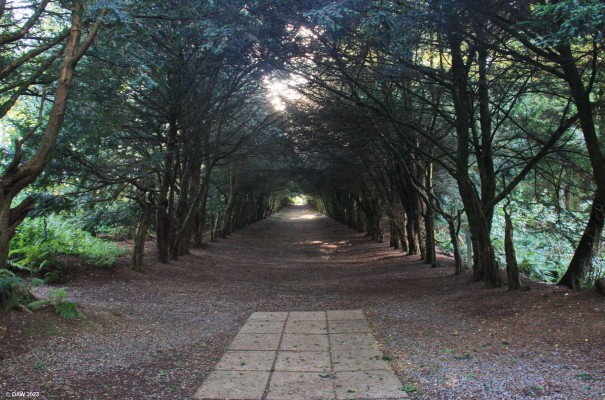 Yew Tree tunnel, Barony Castle
A view from The Altair looking back up the Yew tree avenue in the grounds of Barony Castle Hotel near Eddleston. [url=http://streetmap.co.uk/map?X=323742&Y=647201&A=Y&Z=115/] Map location. [/url]
