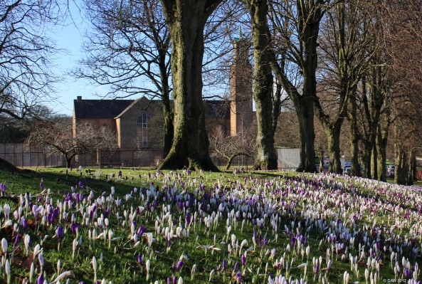St Johns Church, Barrhead
An early spring view of St John's Church through the trees of Cowan Park. [url=http://www.streetmap.co.uk/map.srf?X=250873&Y=659282&A=Y&Z=115/] Map location. [/url]

