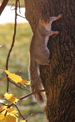 Grey Squirrel, Levern Walkway, Barrhead
Cute or pest, you decide!  Introduced from North America it has rapidly taken over from the indigenous Red Squirrel in most of mainland Britain.  It is predominant in central Scotland and the Red Squirrel now only survives in Dumfries & Galloway and the Highlands.
