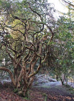 Knutly tree, Cowden Hall grounds, Neilston
A winter scene in the former grounds of Cowden Hall.
