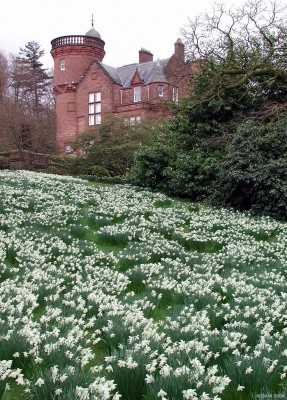 Threave Gardens, Castle Douglas
In spring time [url=http://www.nts.org.uk/web/site/home/visit/places/Property.asp?PropID=10019&NavPage=10019&NavId=5114/]Threave Gardens[/url] are carpeted with over 200 types of daffodil, unfortunately the sun doesn't always shine when you want to take a photo.  The embankment here is covered in a white variety.
