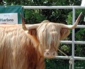 2004, Highland Cattle.jpg
