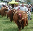 2007_Highland_cattle.jpg