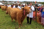 20122C_highland_cattle2C_grand_parade.jpg