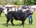 20252C_Cattle_2.JPG