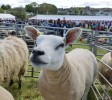 Filename=20252C_Sheep.jpg
Filesize=522KiB
Dimensions=1337x1185
Date added=Oct 08, 2026 20252C_Sheep.jpg