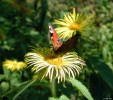 Butterfly, Glenwhan gardens.jpg