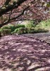 Cherry_Blossom,_Maxton_Garden,_Barrhead.jpg