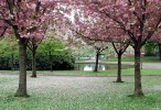 Cherry_Blossom,_Victoria_Park,_Glasgow.jpg