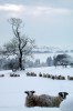 Cold Sheep.jpg