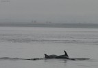 Dolphins2C_chanonry_point.jpg