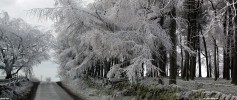 Frozen_forest,_Lochliboside_Hills.jpg