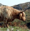 Highland Cattle.jpg