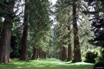 Redwoods, Benmore.jpg