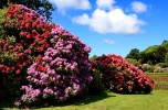 Rhododendron2C_Castle_Kennedy_Gardens.jpg