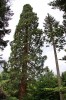 Tall_Trees2C_Dawyck_Arboreta.jpg
