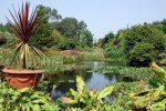 The_Pond,_Glenwhan_Gardens.jpg
