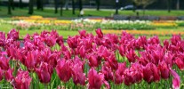 Tulips_Victoria_Park_2016.jpg
