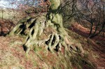 knurly_tree_roots,_killoch_glen.jpg
