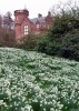 white_daffodils,_Threave_Gardens.jpg